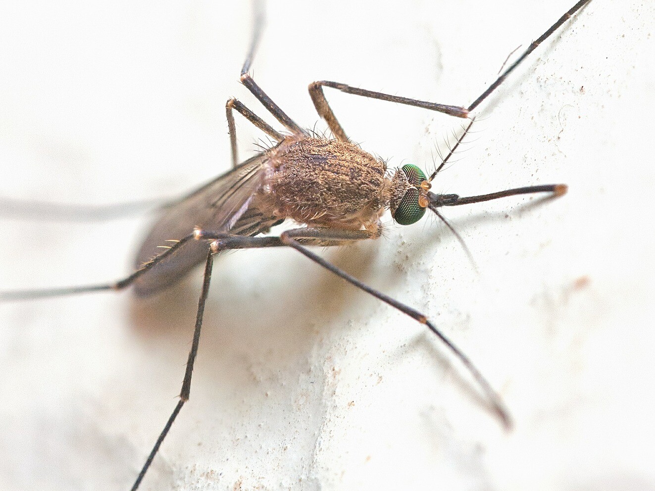 How To Mosquito Proof Your Property This Spring: Top 9 Q&As About Mosquitoes- a bite can carry disease