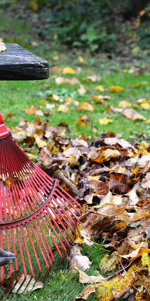 Yard Pest Control Starts with Spring Preparation (11 Tips)- spring cleaning