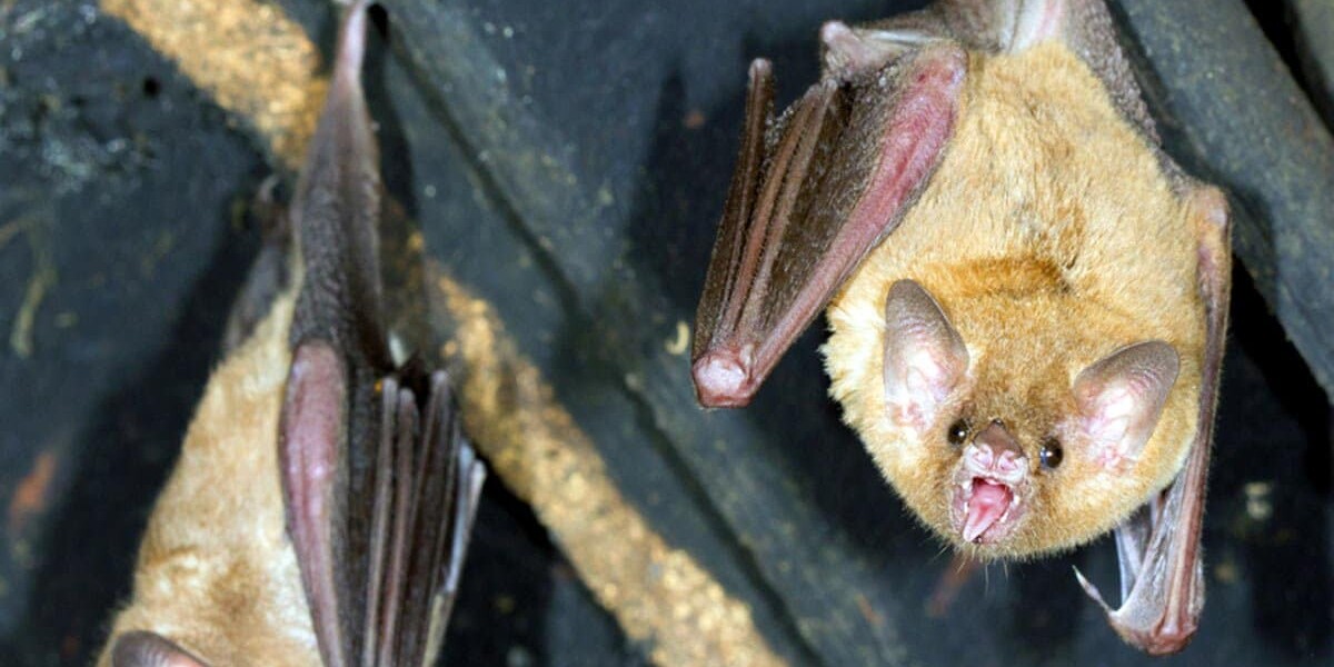 Keep the Pests Out! How to Control Bats Near My Home- shy mammals