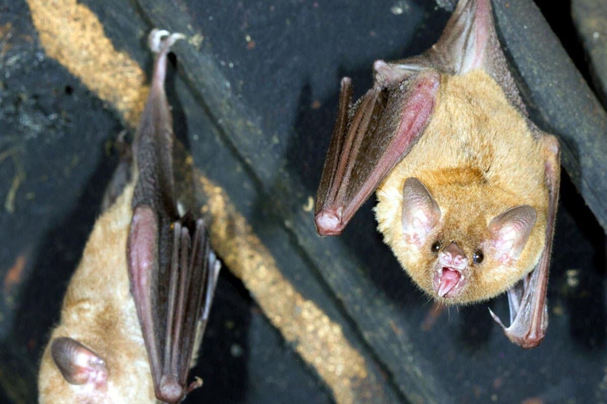 Keep the Pests Out! How to Control Bats Near My Home- shy mammals