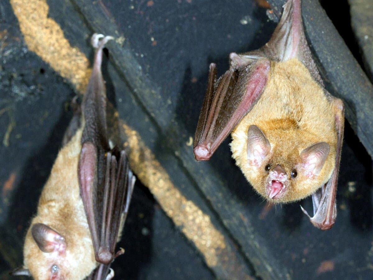 Keep the Pests Out! How to Control Bats Near My Home- shy mammals