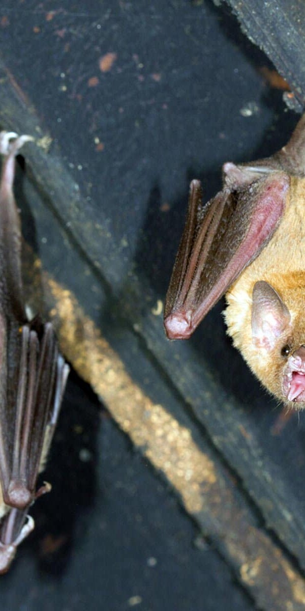 Keep the Pests Out! How to Control Bats Near My Home- shy mammals