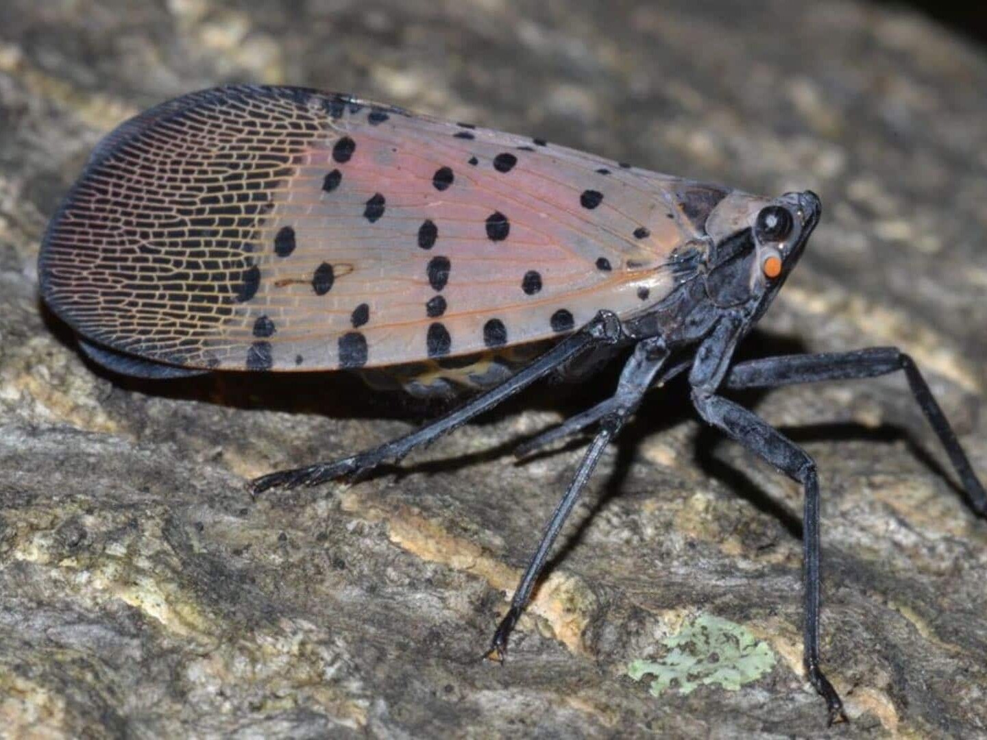 2019 spotted lanternfly seen