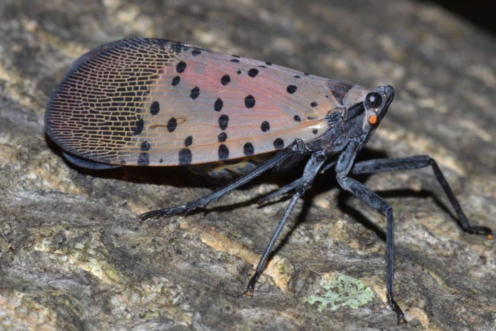 2019 spotted lanternfly seen