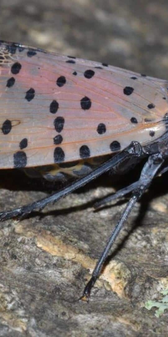 2019 spotted lanternfly seen
