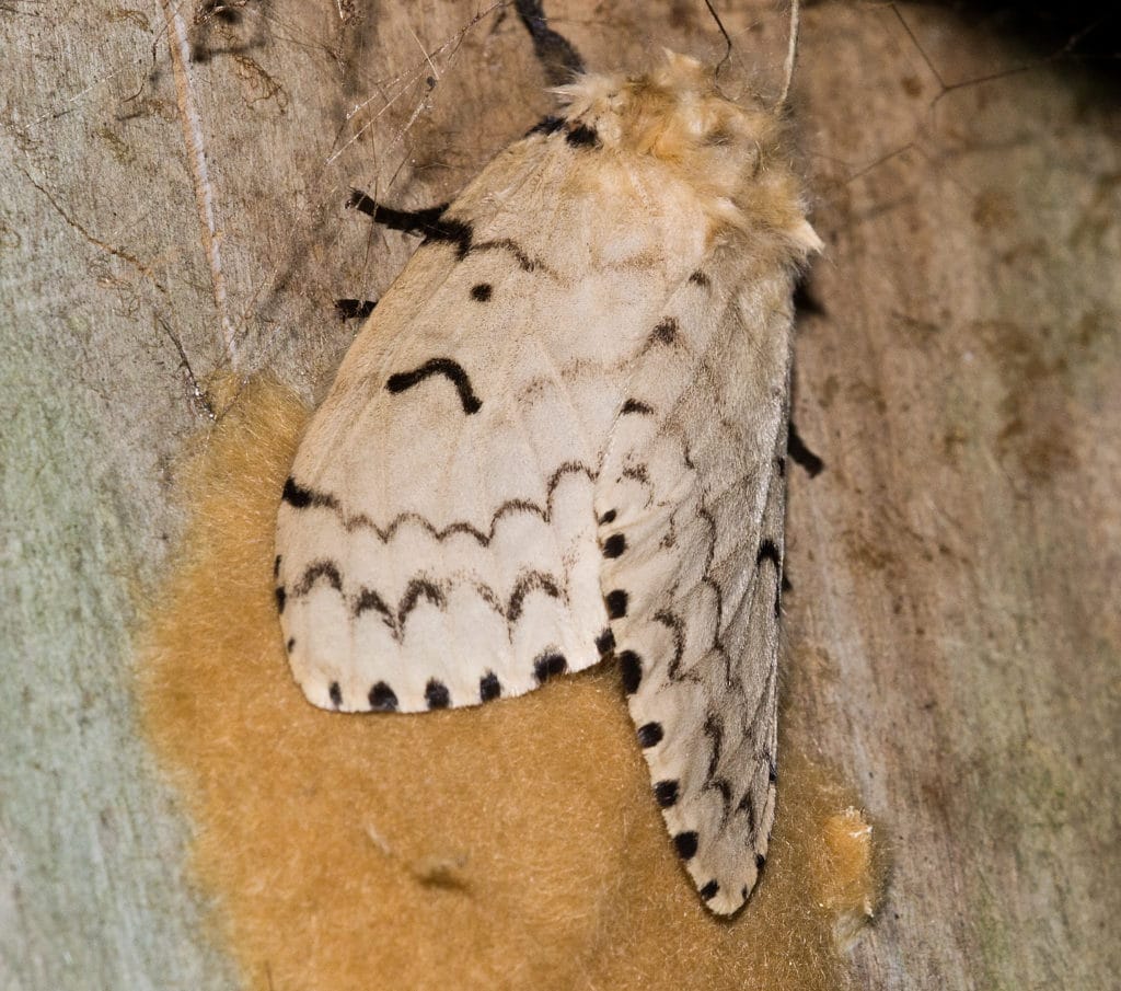 What is a store gypsy moth