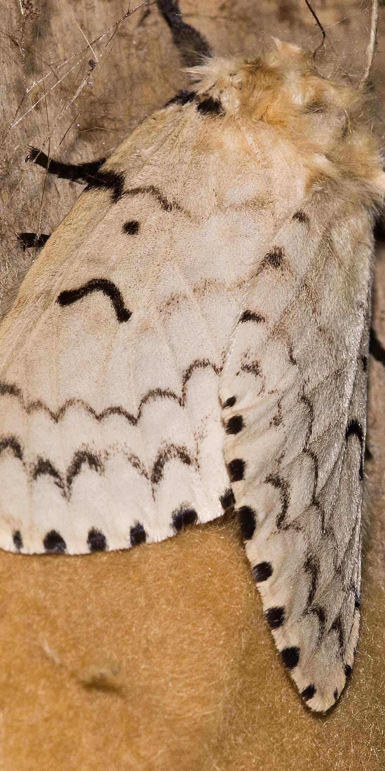 Gypsy Moth Infestation: Top 7 Dangers & What to Do- watch for egg masses on trees and cars