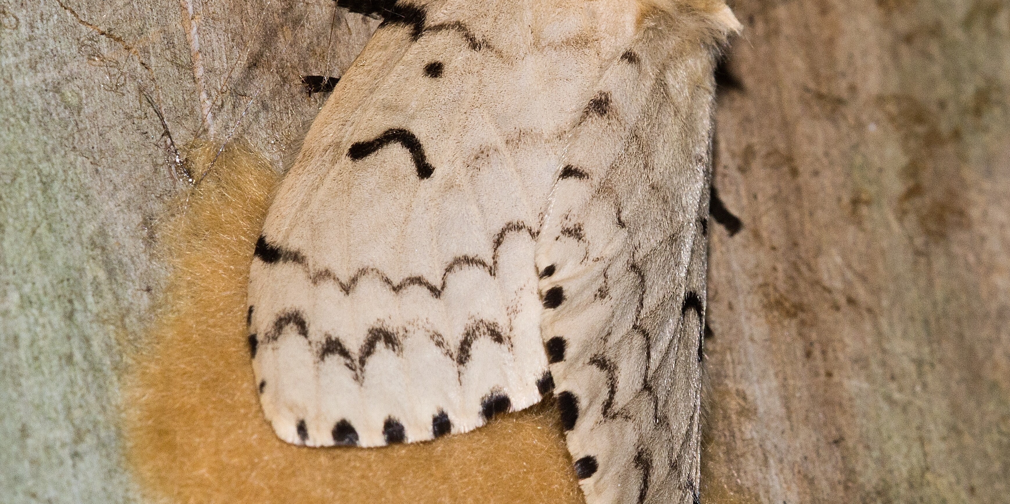 Gypsy Moth Infestation: Top 7 Dangers & What to Do- watch for egg masses on trees and cars