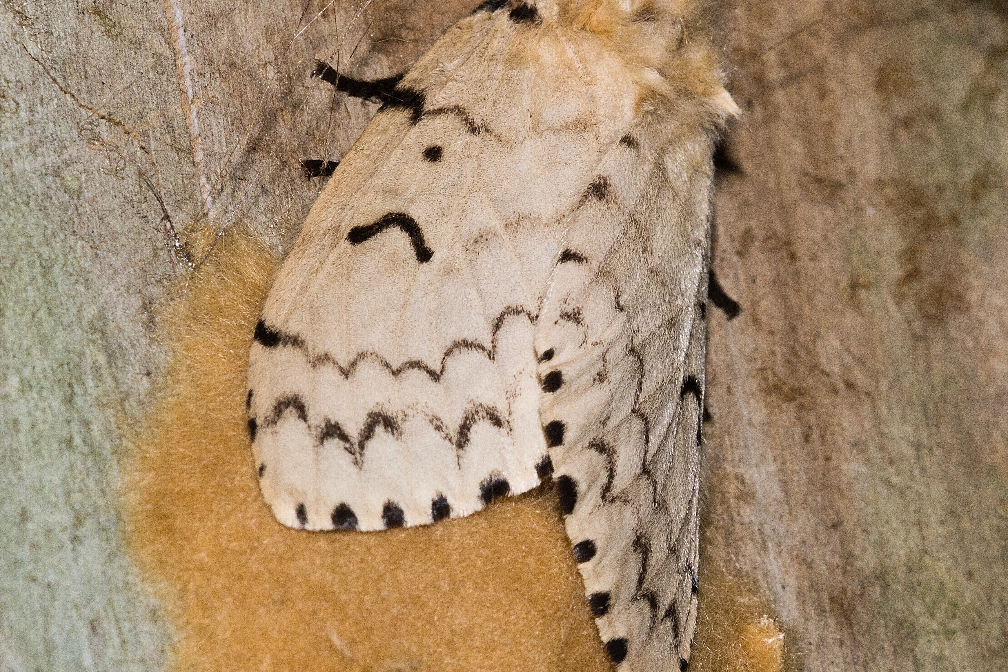 Gypsy Moth Infestation: Top 7 Dangers & What to Do- watch for egg masses on trees and cars