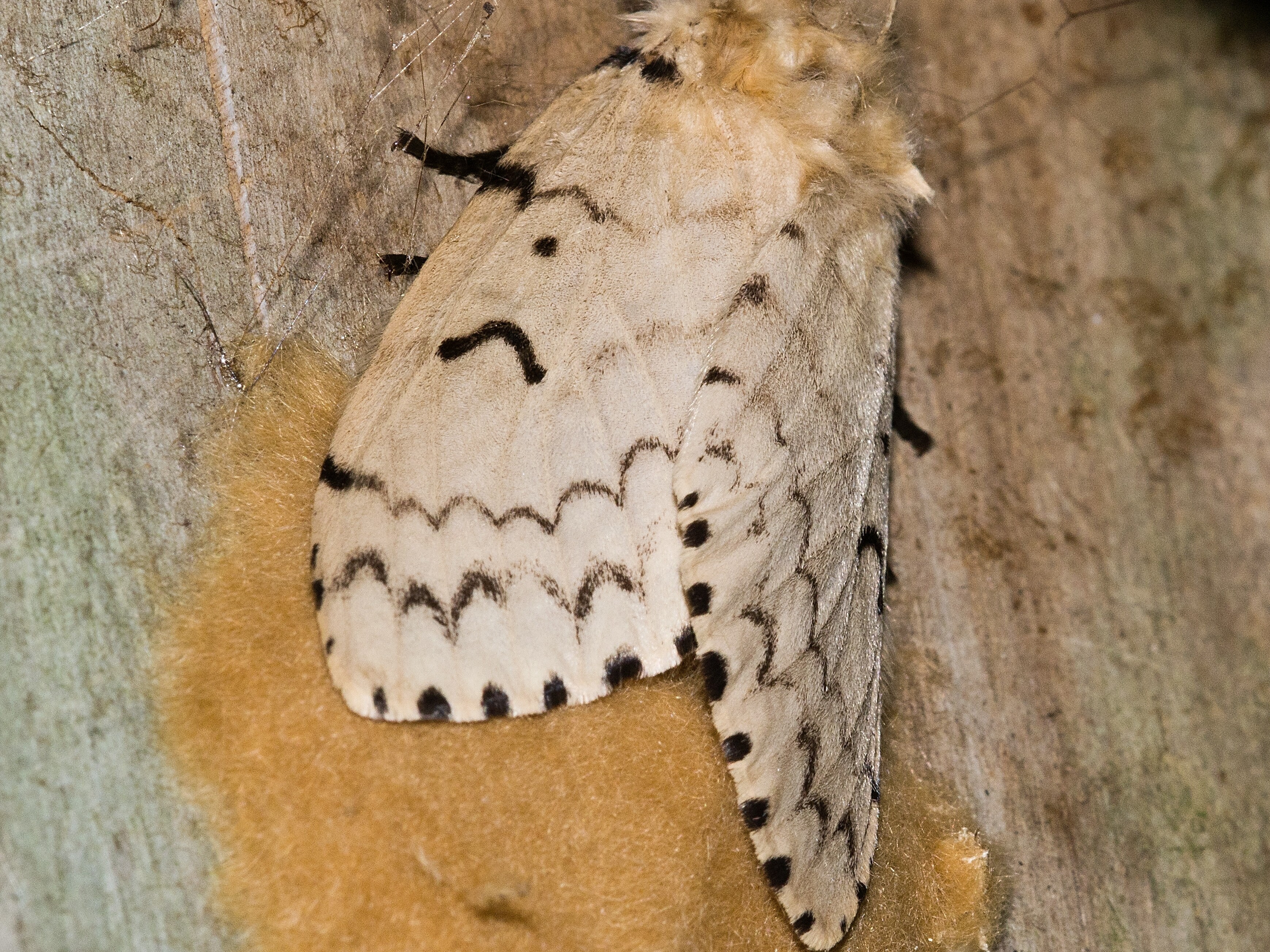 Gypsy Moth Infestation: Top 7 Dangers & What to Do- watch for egg masses on trees and cars