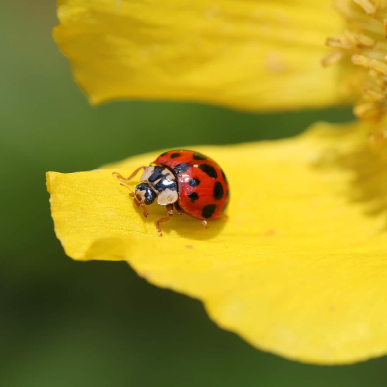 Keep Ladybugs Out of the House: 9 Tips- plant a garden to keep them away from your home