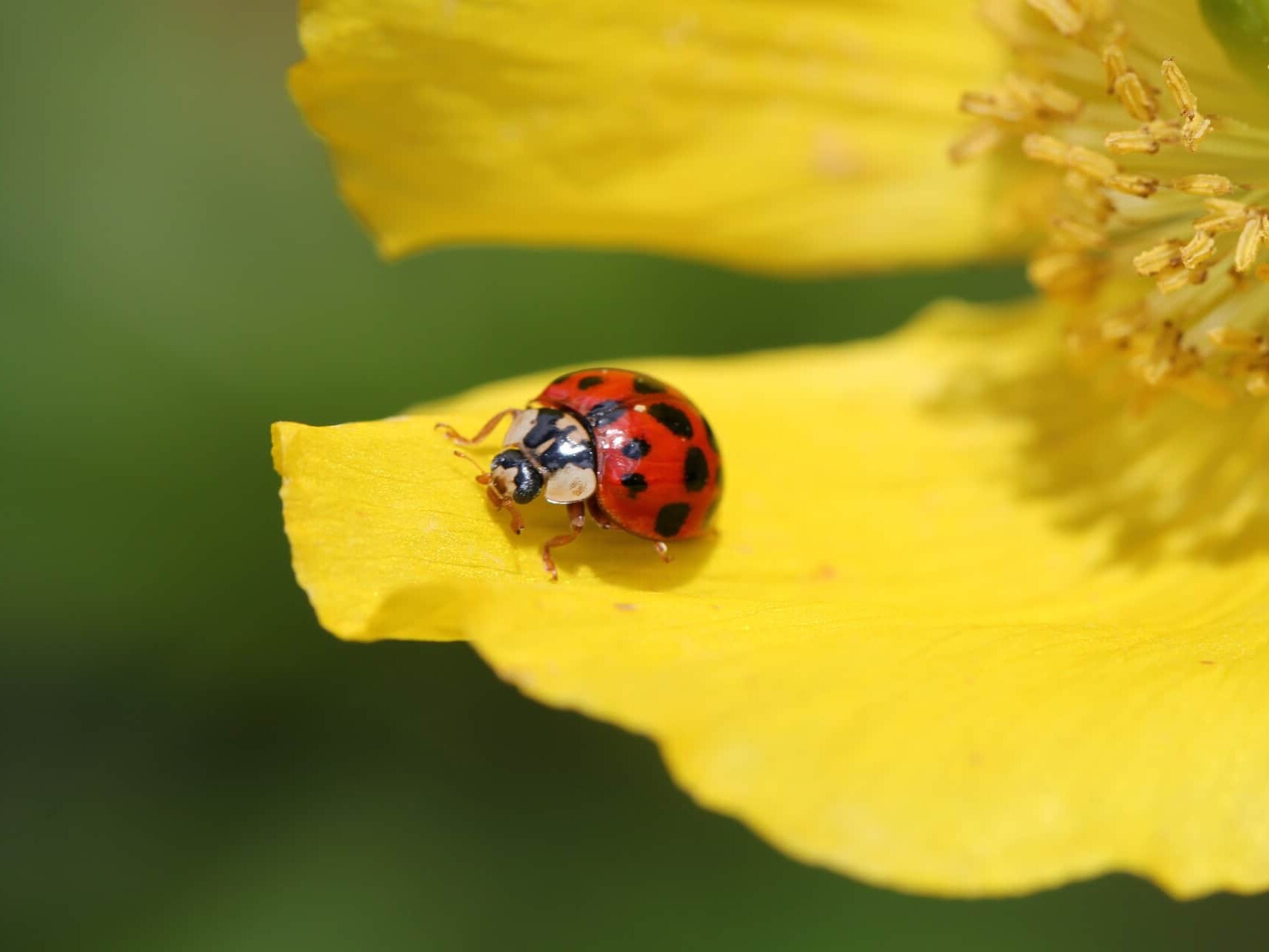 Keep Ladybugs Out of the House: 9 Tips- plant a garden to keep them away from your home
