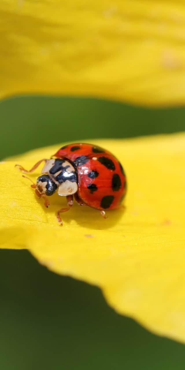 Keep Ladybugs Out of the House: 9 Tips- plant a garden to keep them away from your home