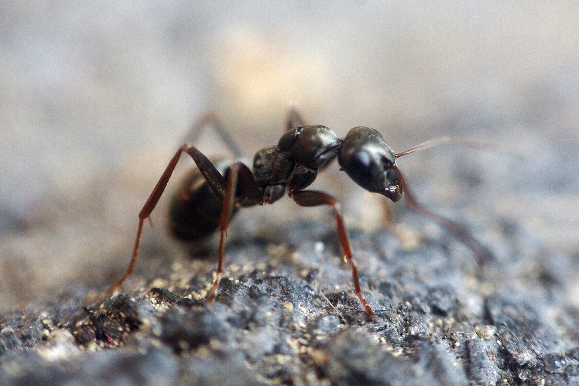 Top 10 Summer Insects & What To Do About Them- the party crasher
