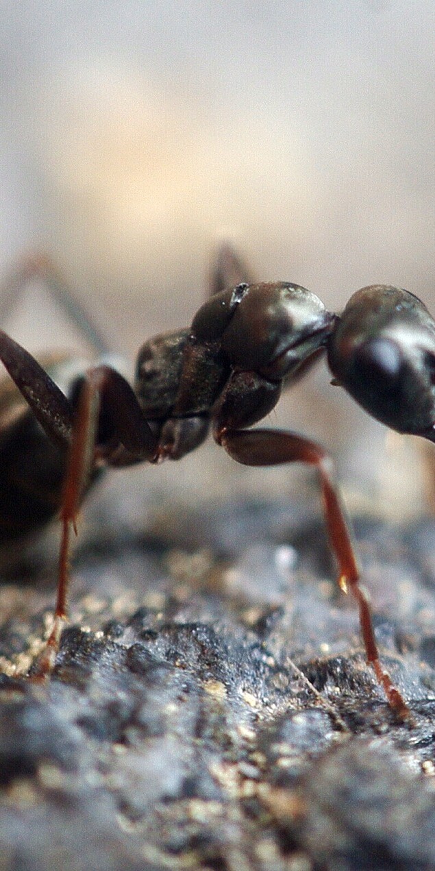 Top 10 Summer Insects & What To Do About Them- the party crasher