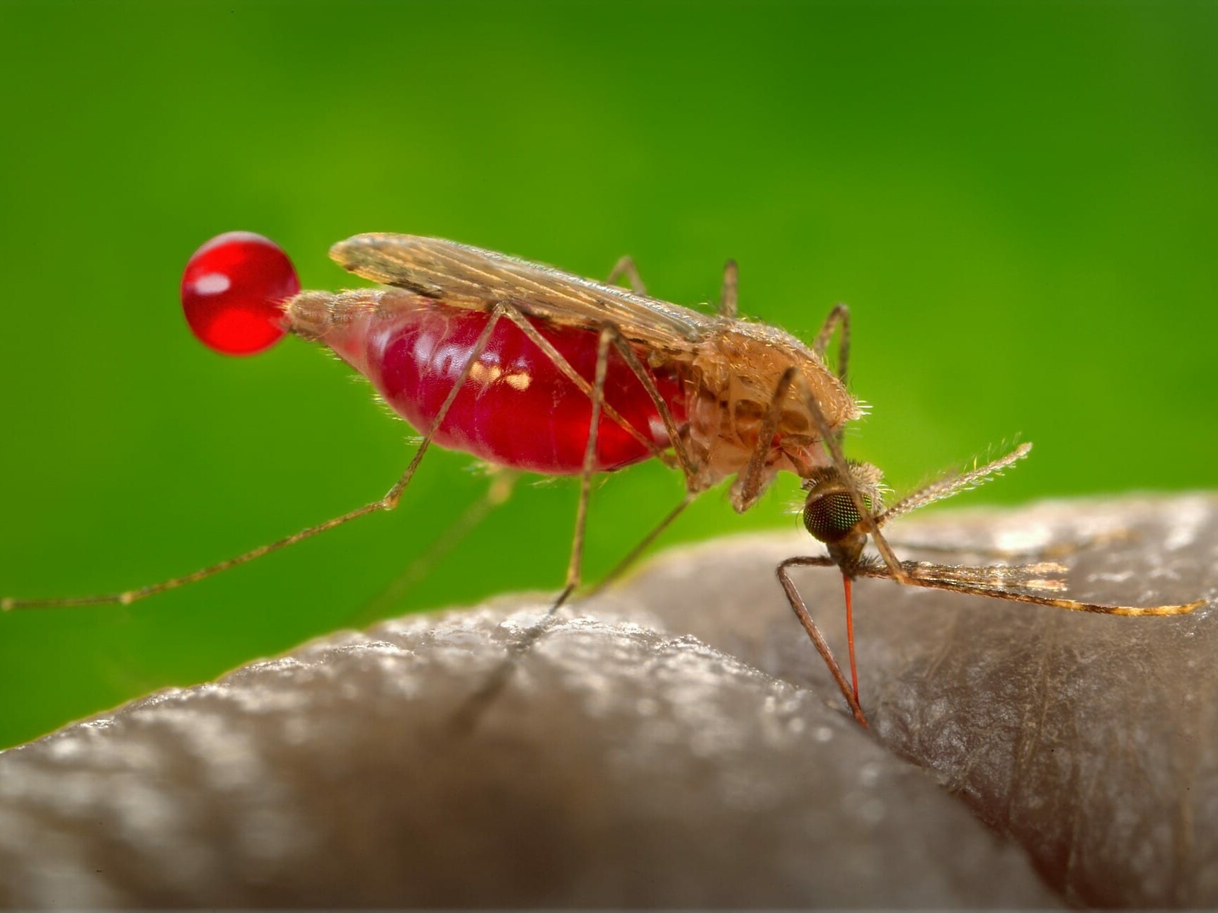Top 11 Diseases Caused by Mosquitos- pay attention to symptoms after being bit