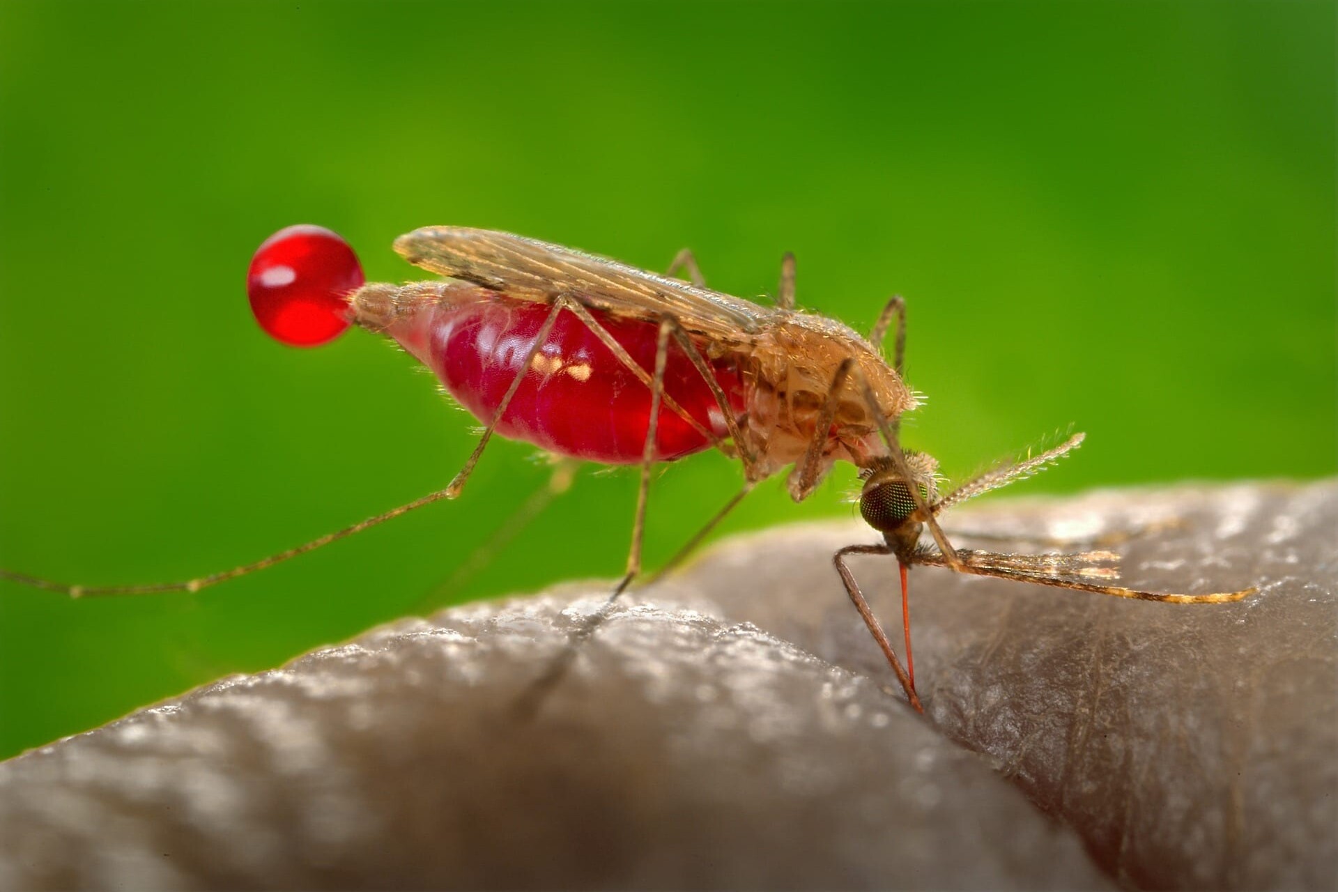 Top 11 Diseases Caused by Mosquitos- pay attention to symptoms after being bit