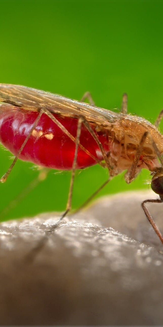 Top 11 Diseases Caused by Mosquitos- pay attention to symptoms after being bit