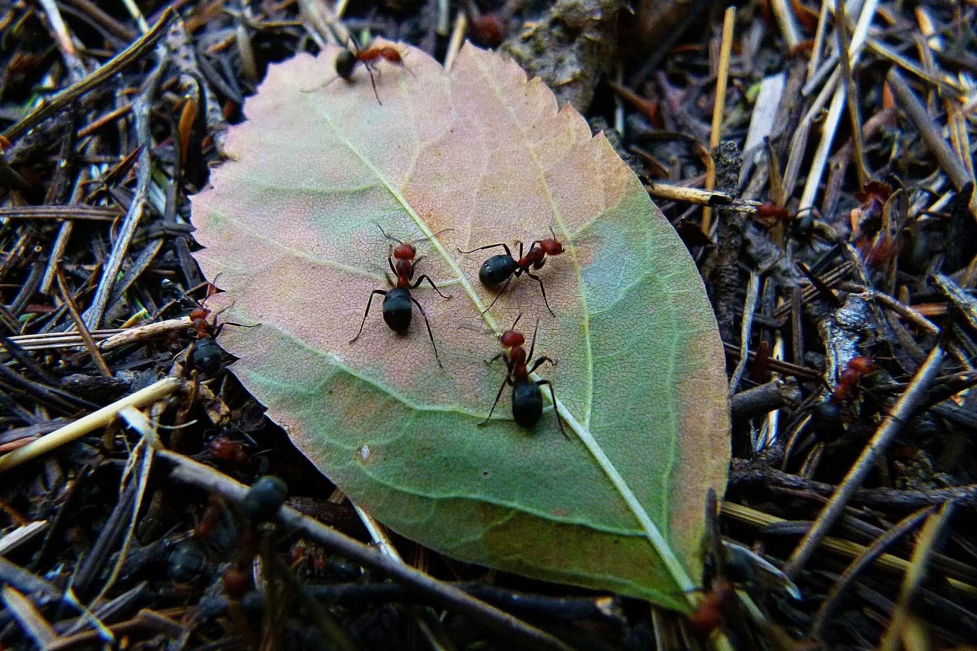 How to Get Rid of Ants in House & Yard: Top 7 Tips- ants are never solo. Where you see one there are many.