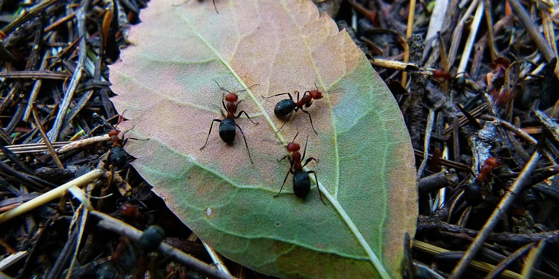 How to Get Rid of Ants in House & Yard: Top 7 Tips- ants are never solo. Where you see one there are many.