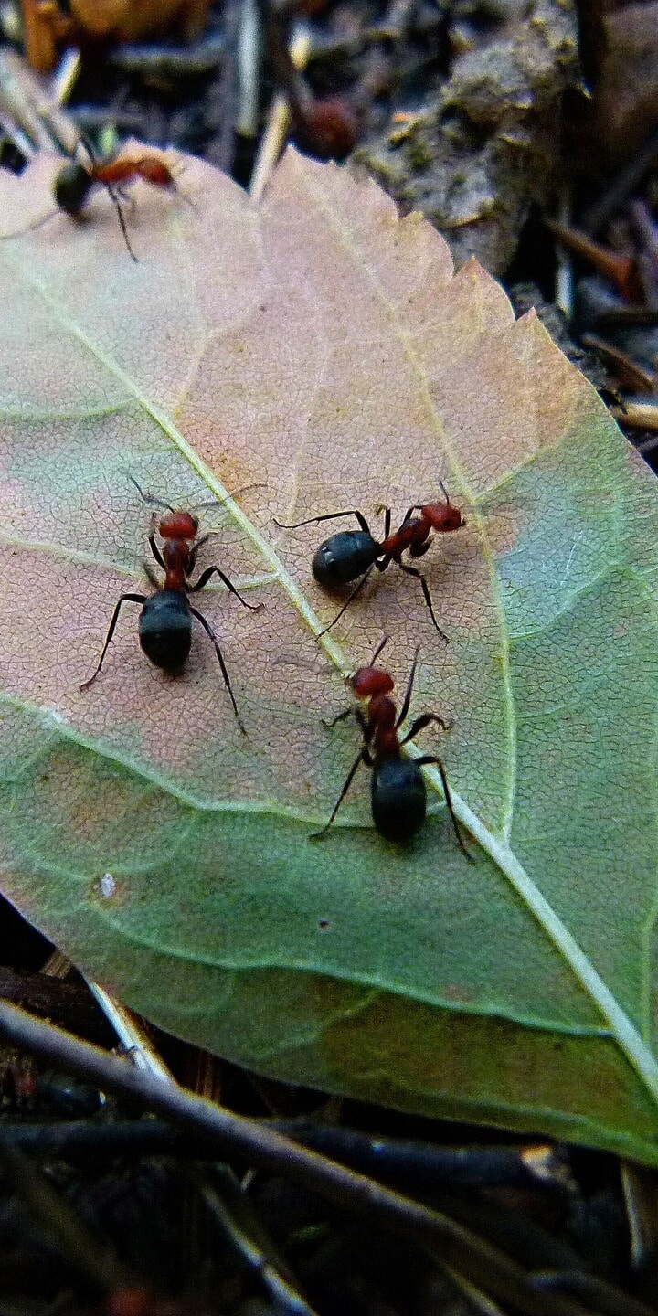 How to Get Rid of Ants in House & Yard: Top 7 Tips- ants are never solo. Where you see one there are many.
