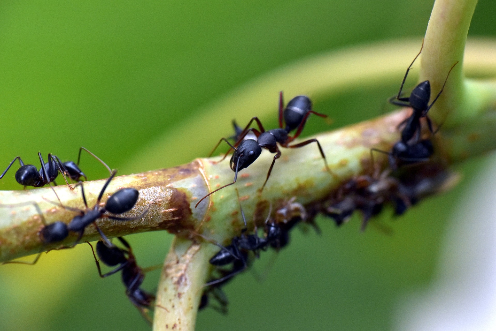 How to Get Rid of Ants in House & Yard: Top 7 Tips- ants can be very destructive.