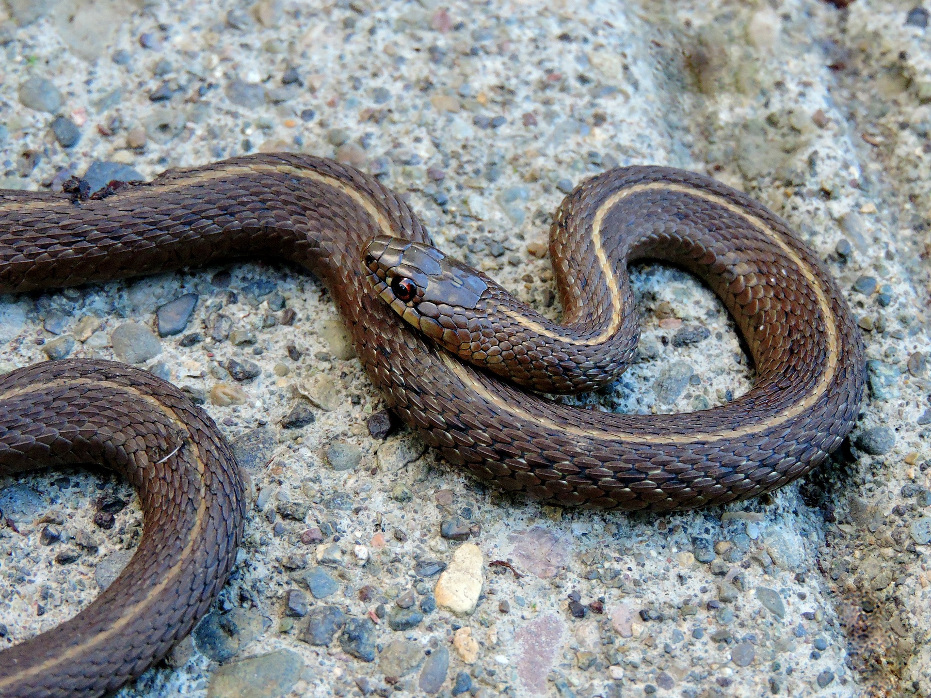 How to Get Rid of Snakes in Yard & House (9 Tips)- snakes hide in warm places