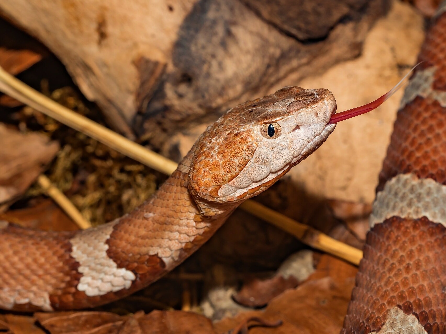 How to Get Rid of Snakes in Yard & House (9 Tips)- they hide in high grass
