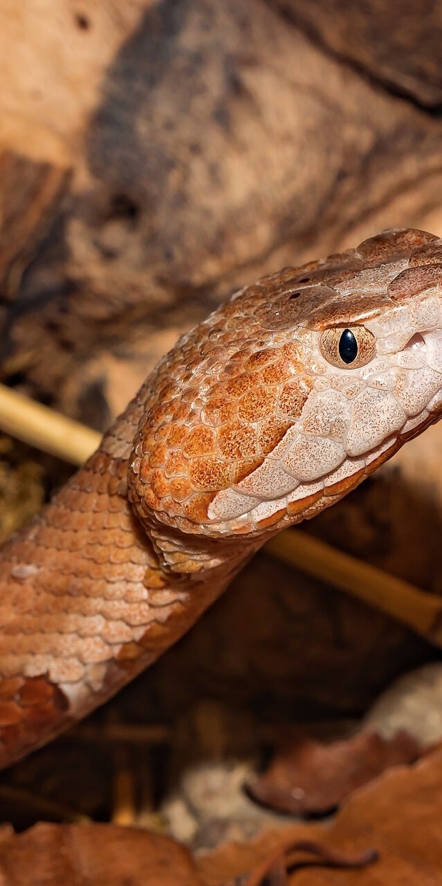 How to Get Rid of Snakes in Yard & House (9 Tips)- they hide in high grass