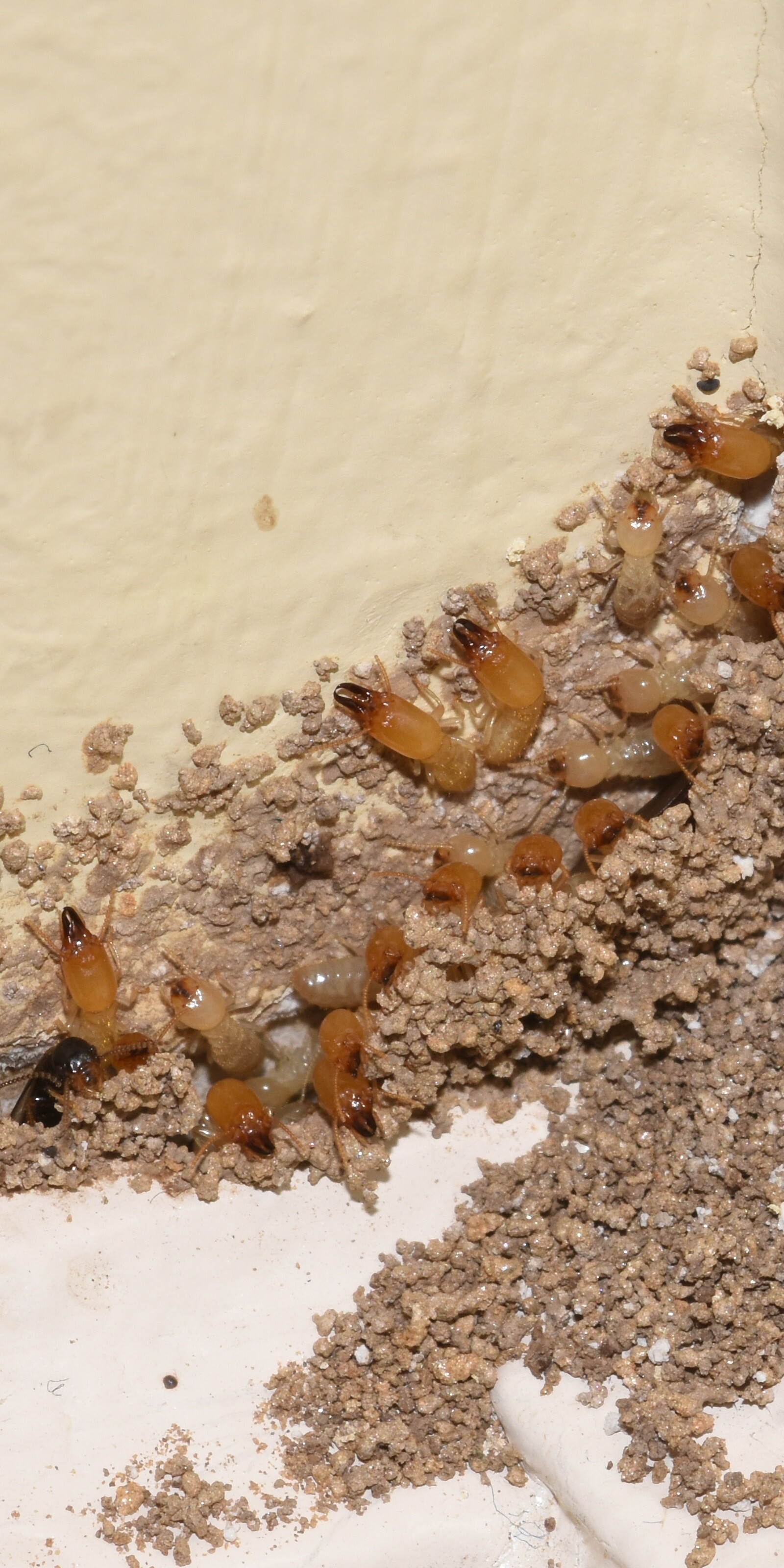 Do You Recognize the 7 Early Warning Signs of a Termite Infestation?- Look for termite droppings