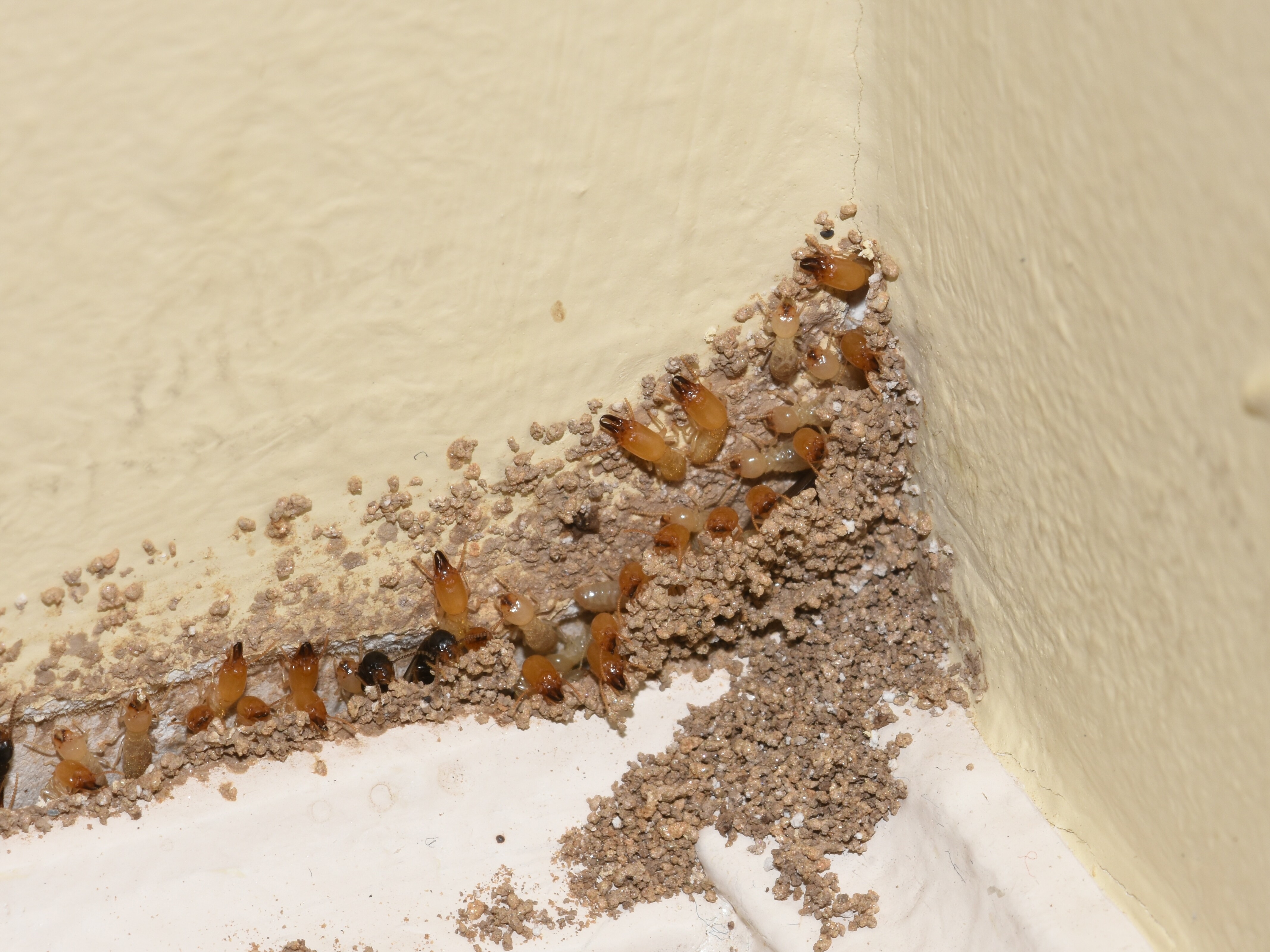 Do You Recognize the 7 Early Warning Signs of a Termite Infestation?- Look for termite droppings