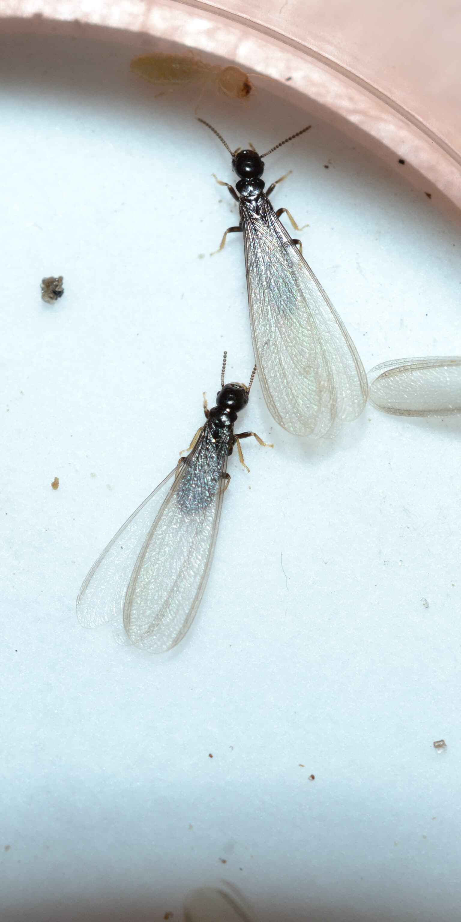 Flying Ants or Termites? Which Do I have? termites lose their wings after they mate