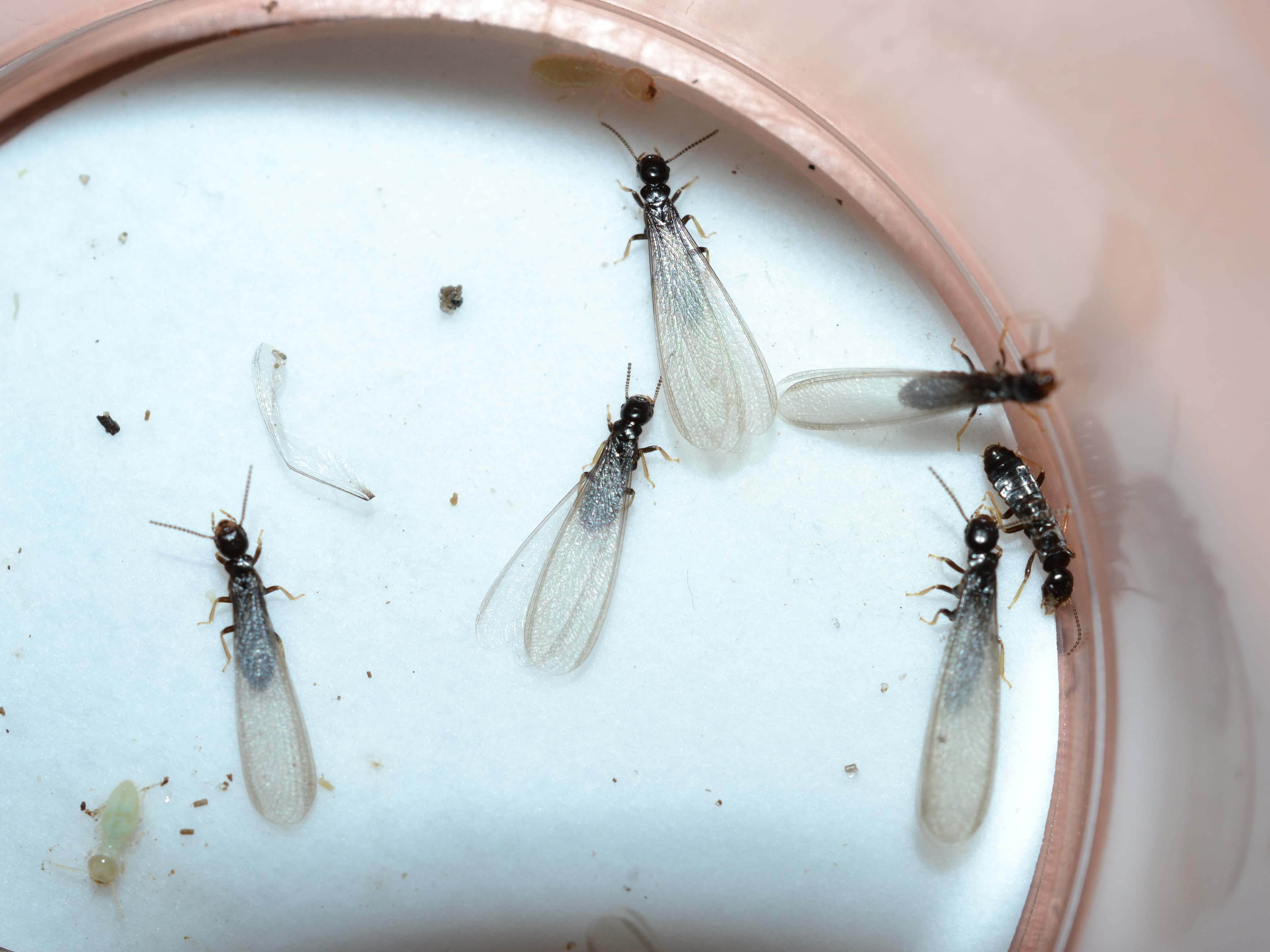 Flying Ants or Termites? Which Do I have? termites lose their wings after they mate