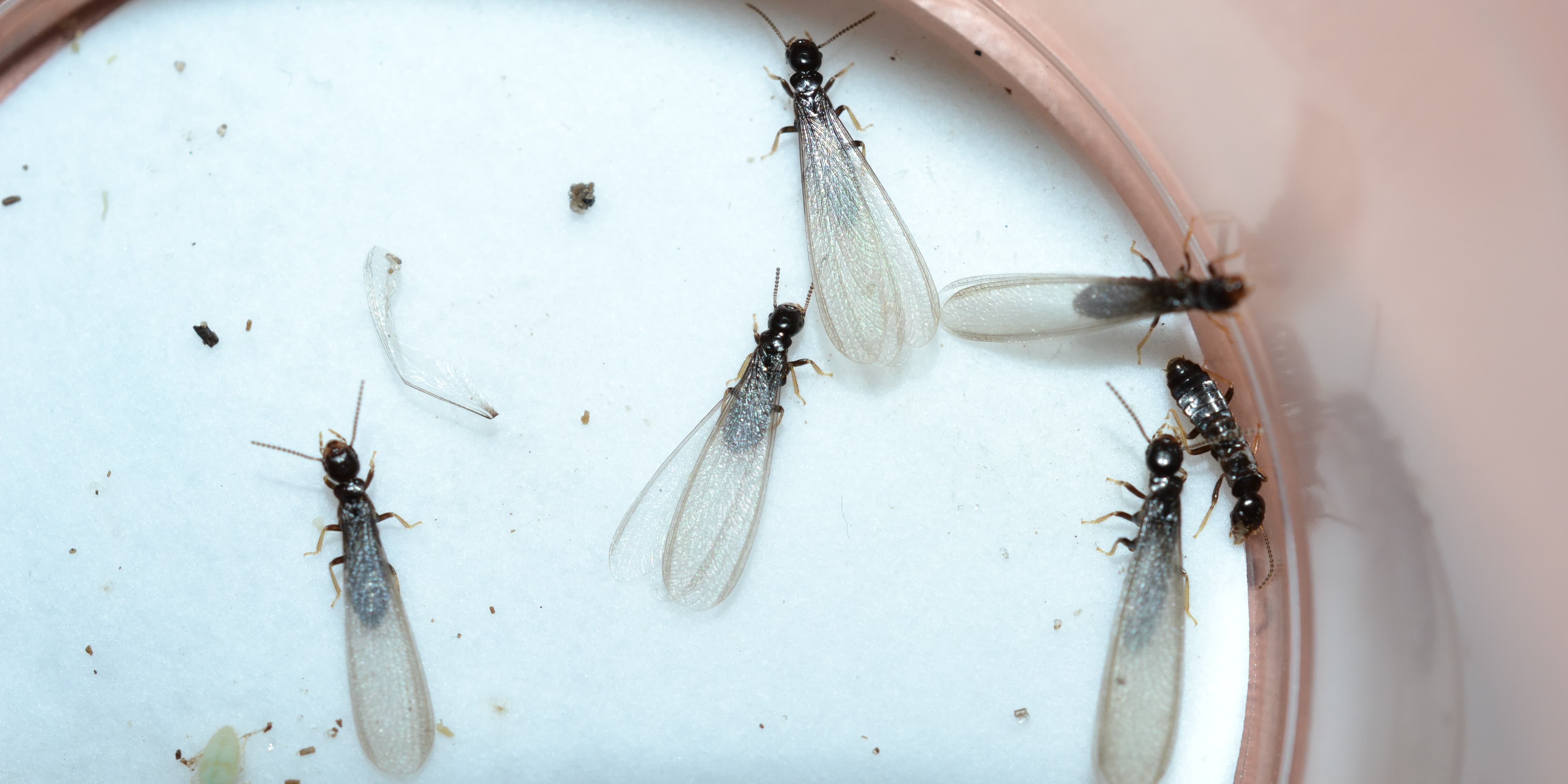 How to Identify Flying Ants vs. Termites in PA & NJ