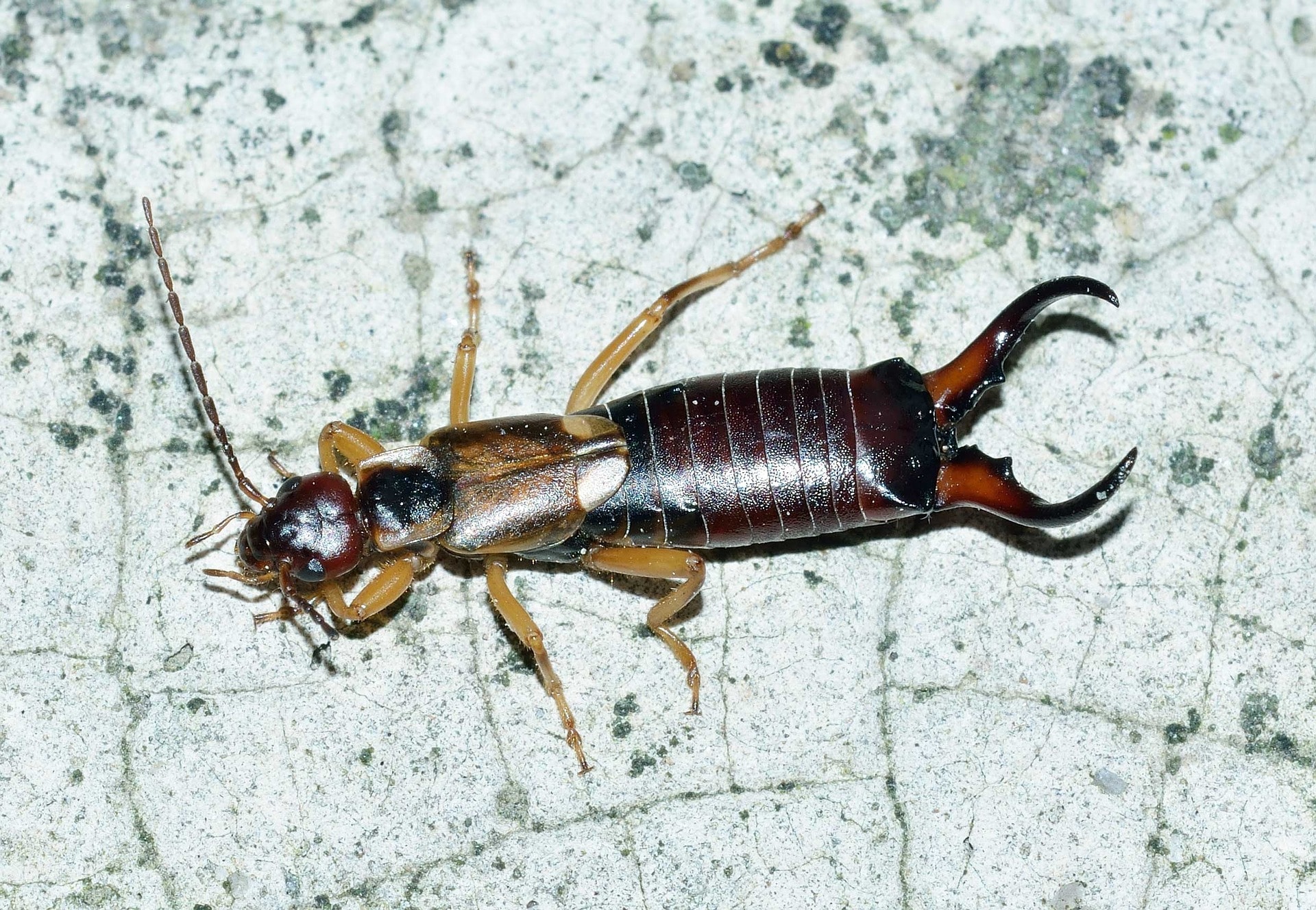 black pincher bugs in house