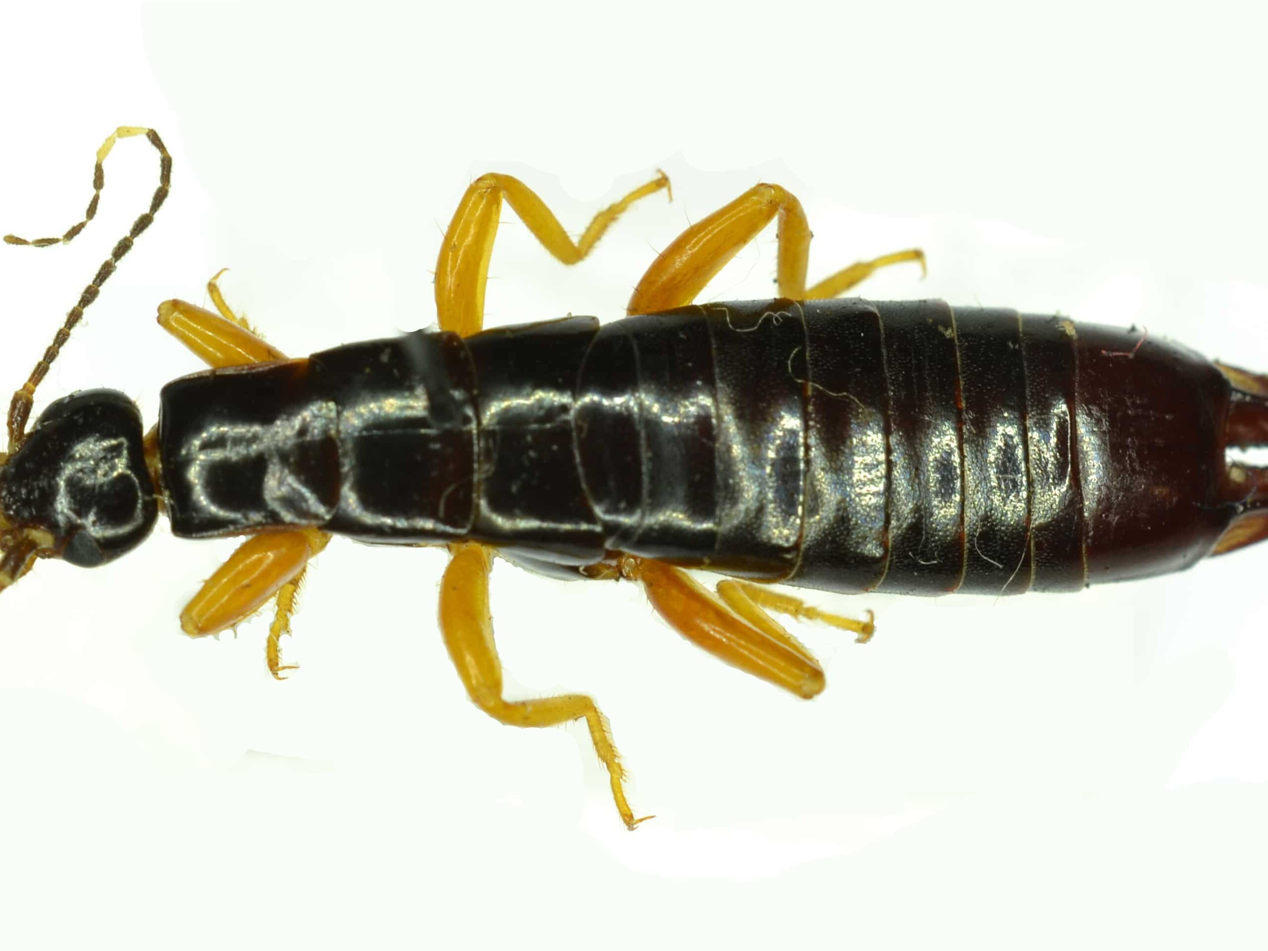 How to Get Rid of Pincher Bugs (7 Tips)- they like light