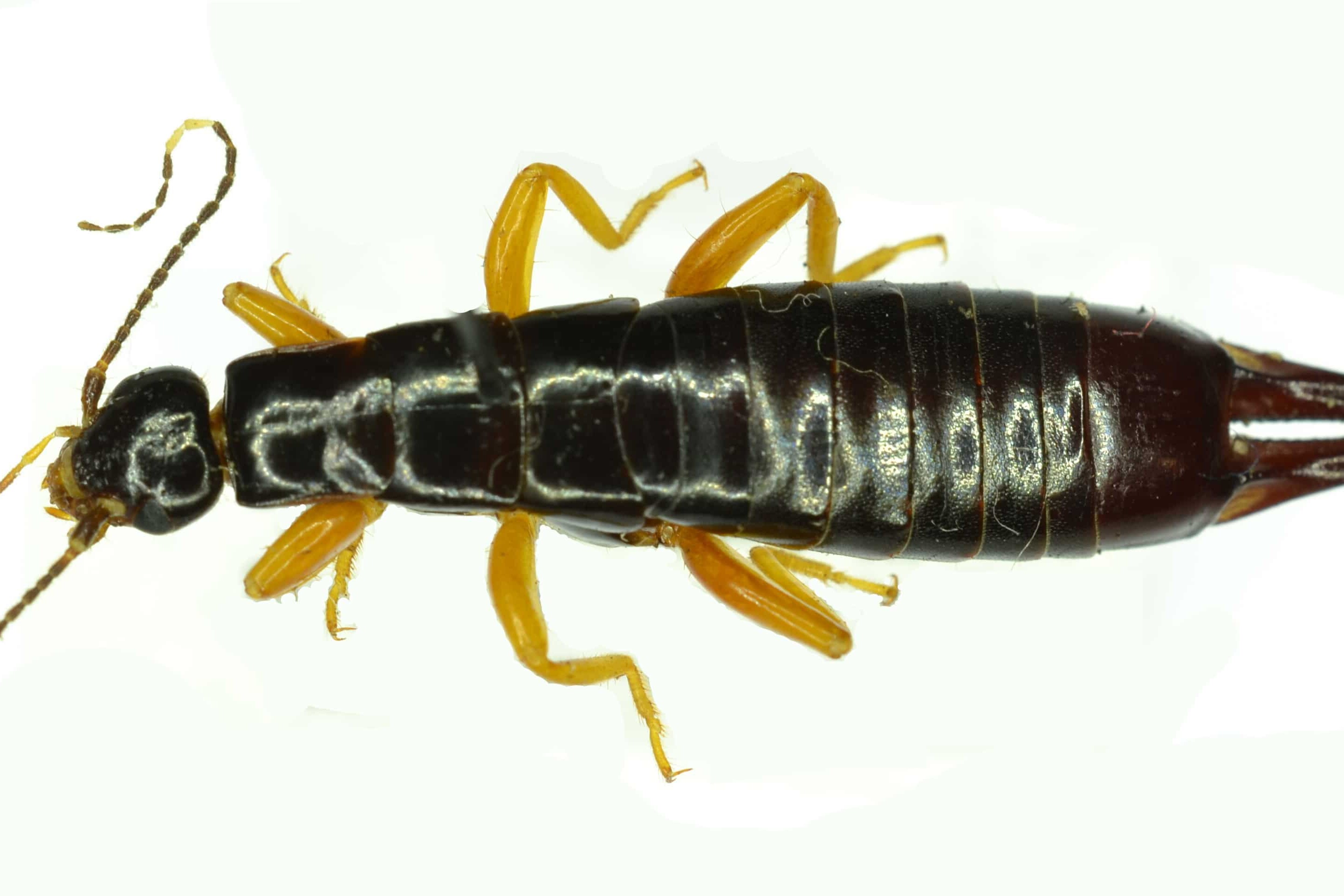 How to Get Rid of Pincher Bugs (7 Tips)- they like light