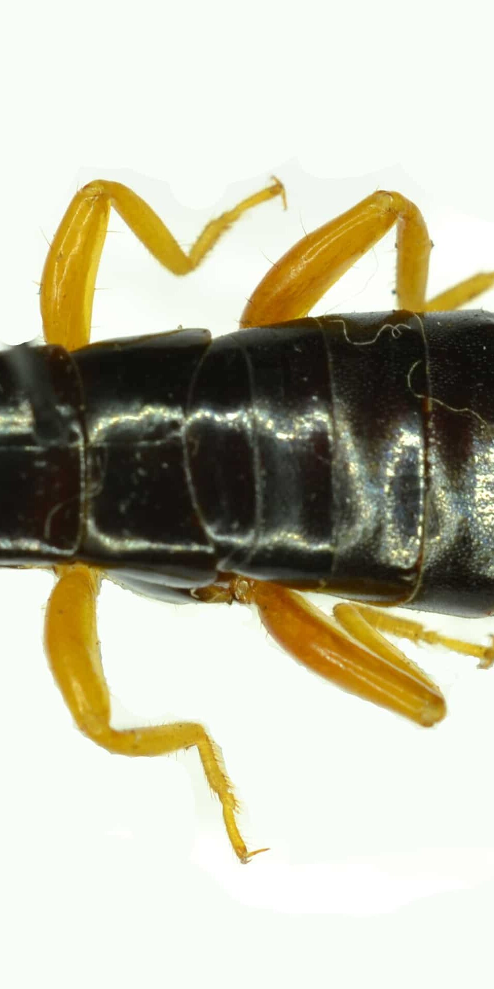 How to Get Rid of Pincher Bugs (7 Tips)- they like light