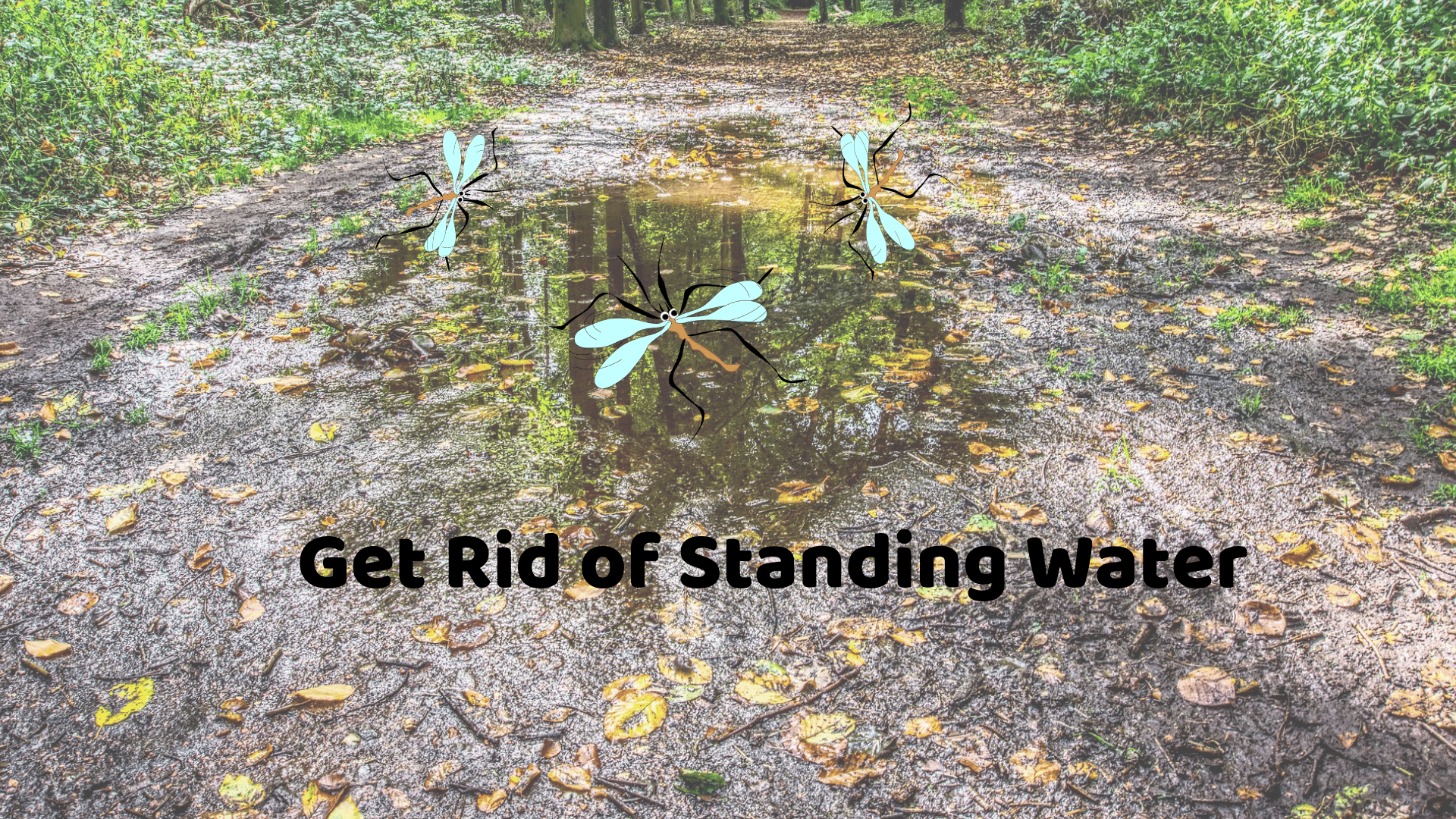 Thousands Now Live Mosquito Free. Here’s How in 7 Steps- get rid of standing water