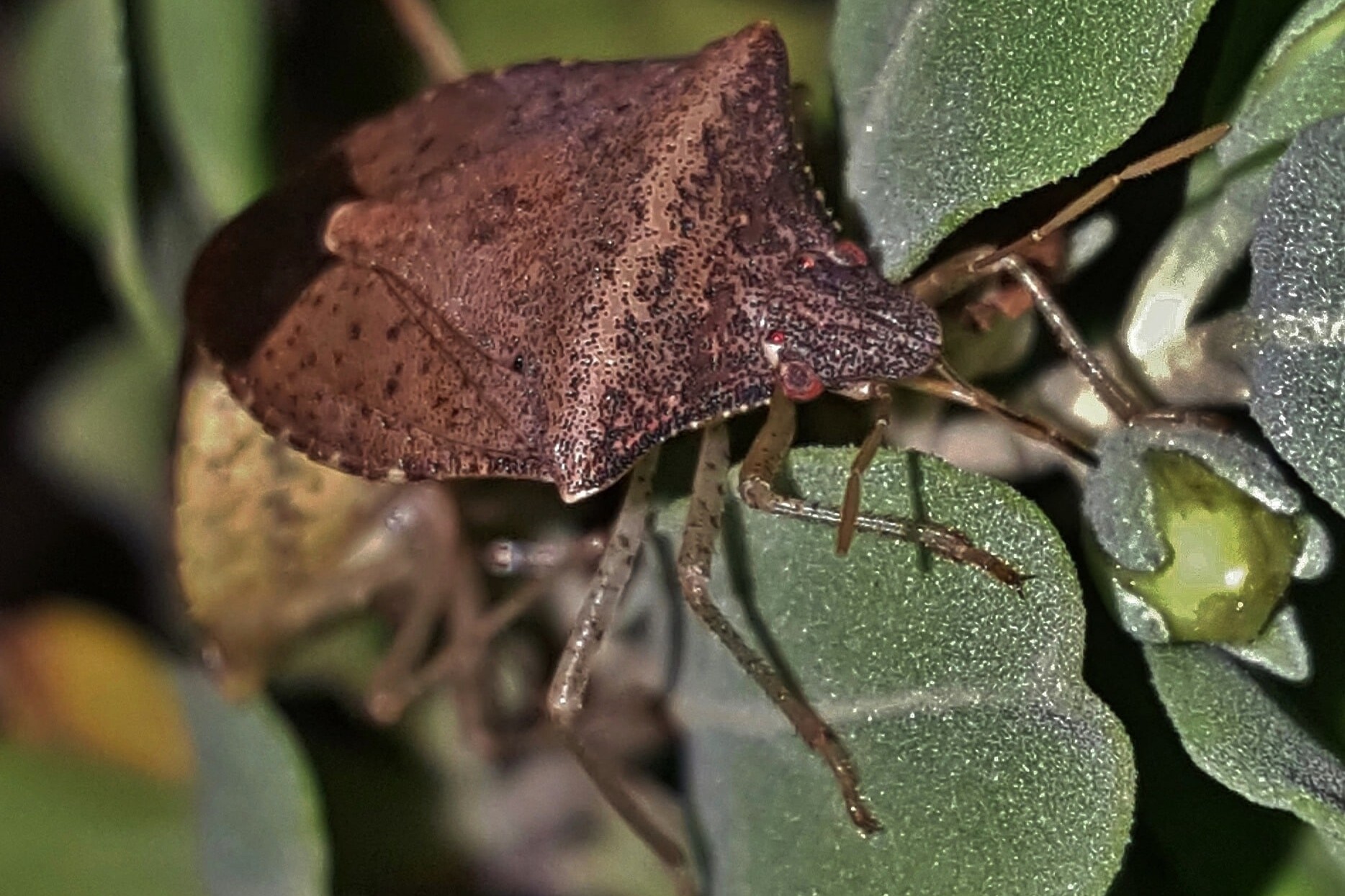clean up outside to rid stink bugs