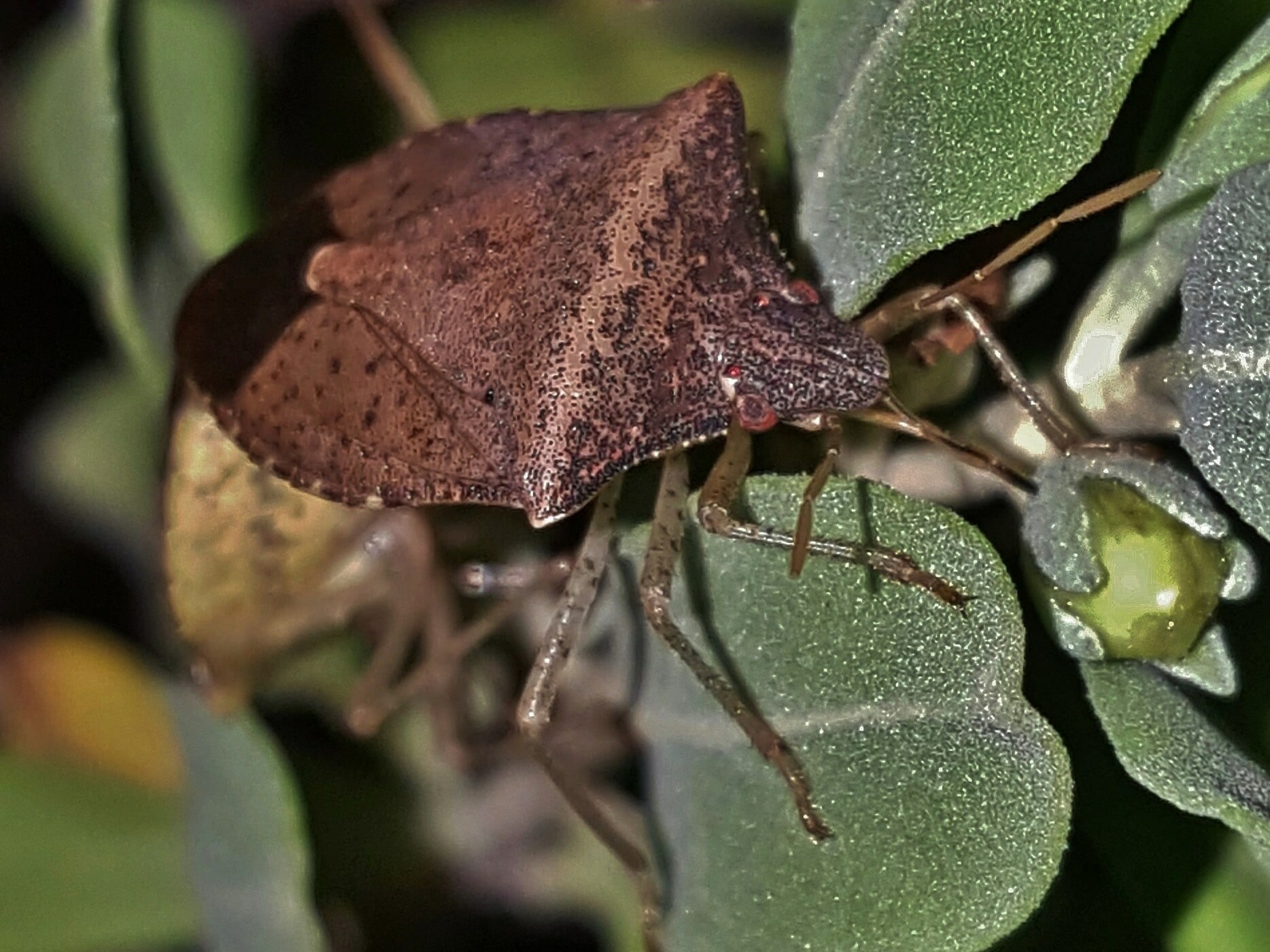 clean up outside to rid stink bugs