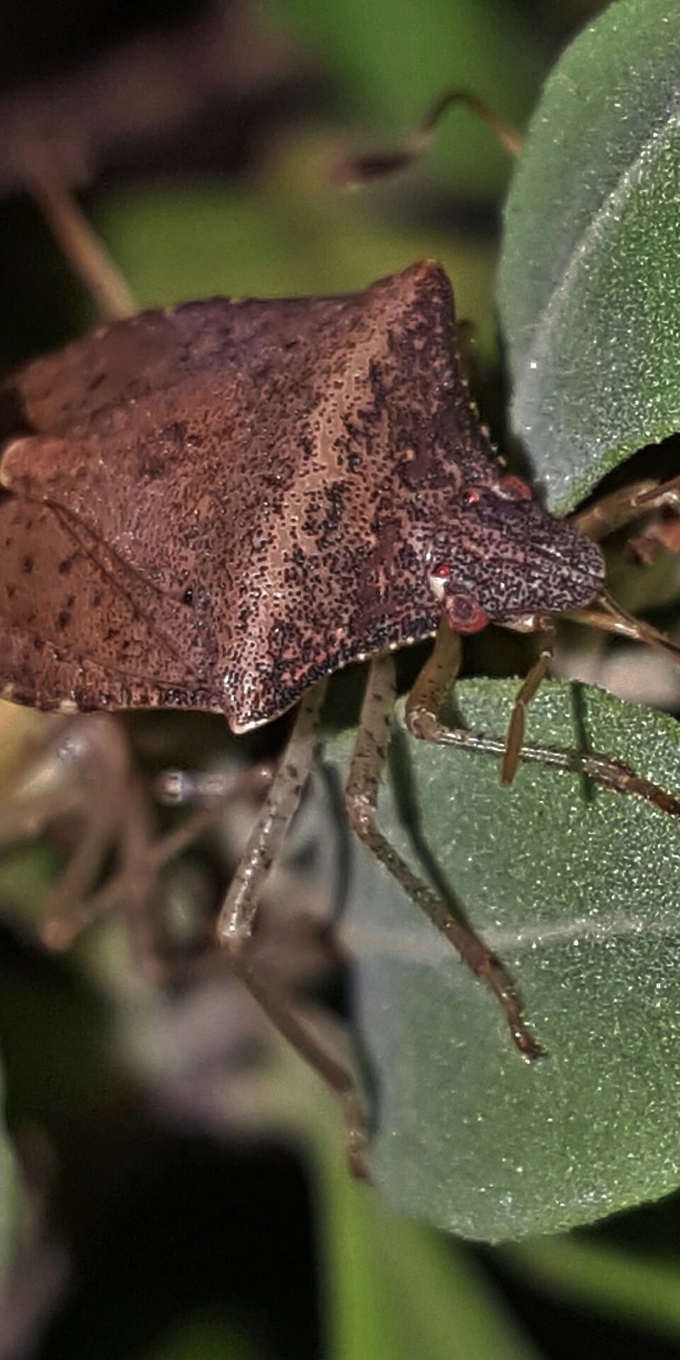clean up outside to rid stink bugs