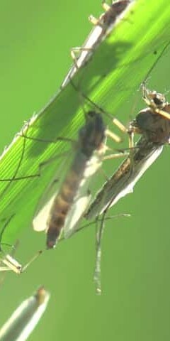 gnat control the pest rangers blog