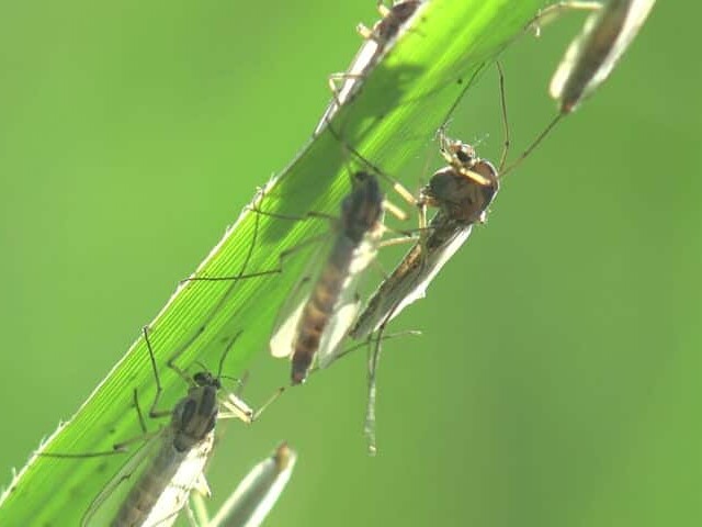 gnat control the pest rangers blog