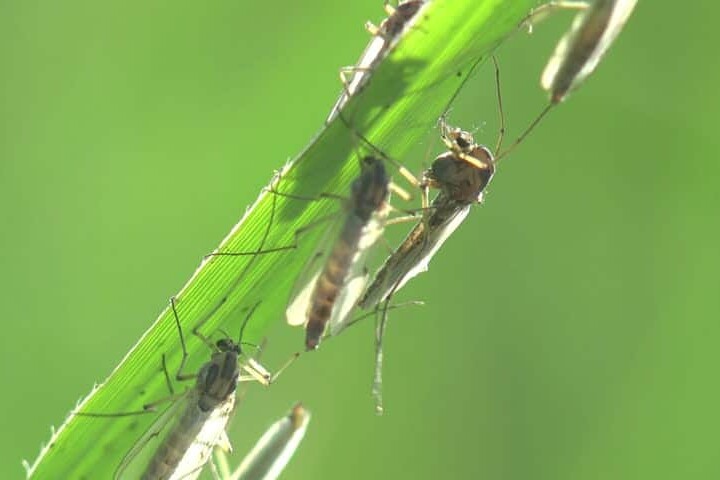 gnat control the pest rangers blog