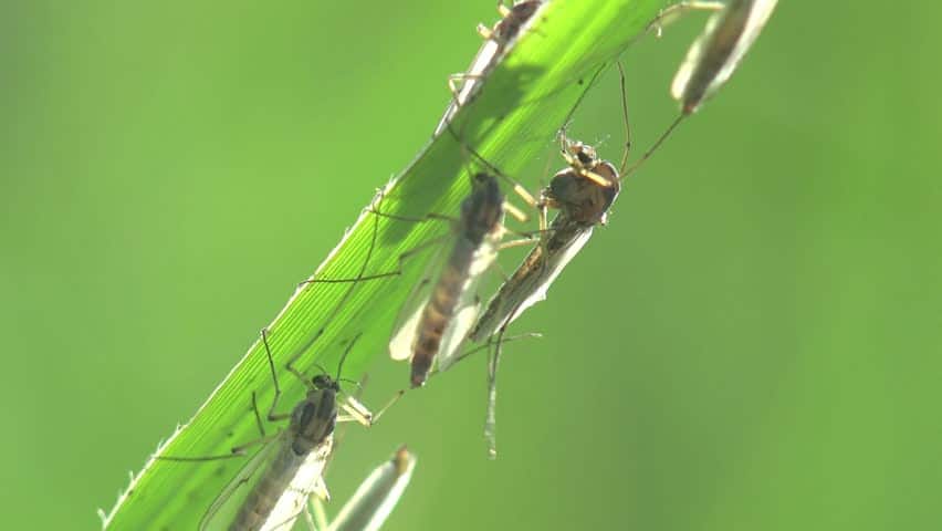 Those annoying little bugs aren't fruitflies, they're fungus gnats. Here's  how to get rid of them.