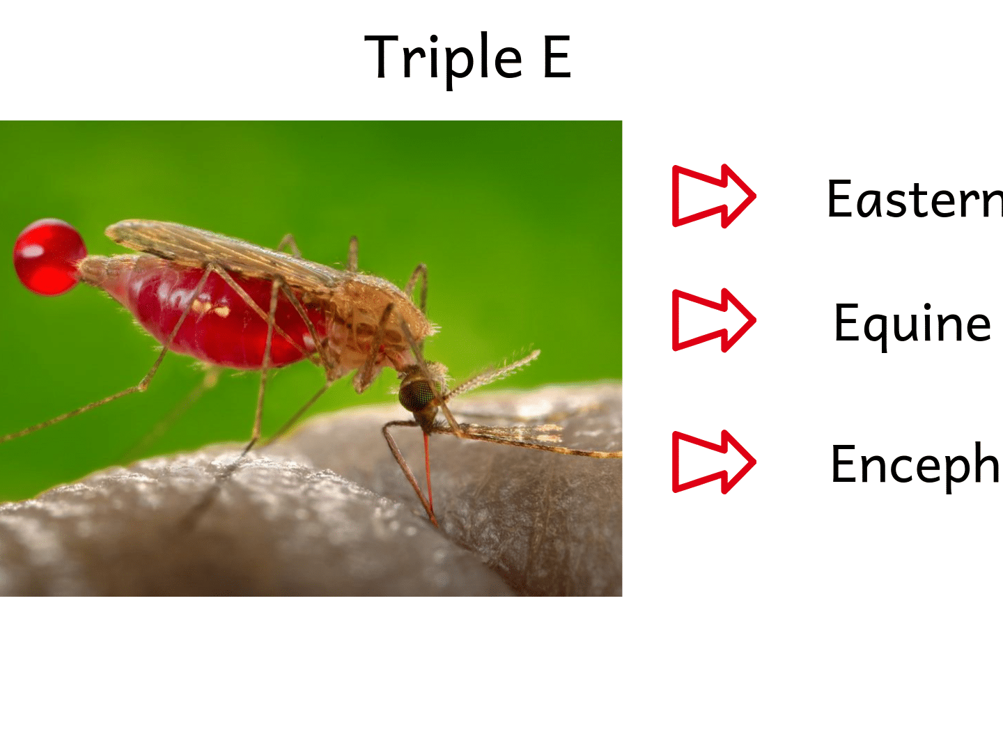knowing the symptoms of triple E