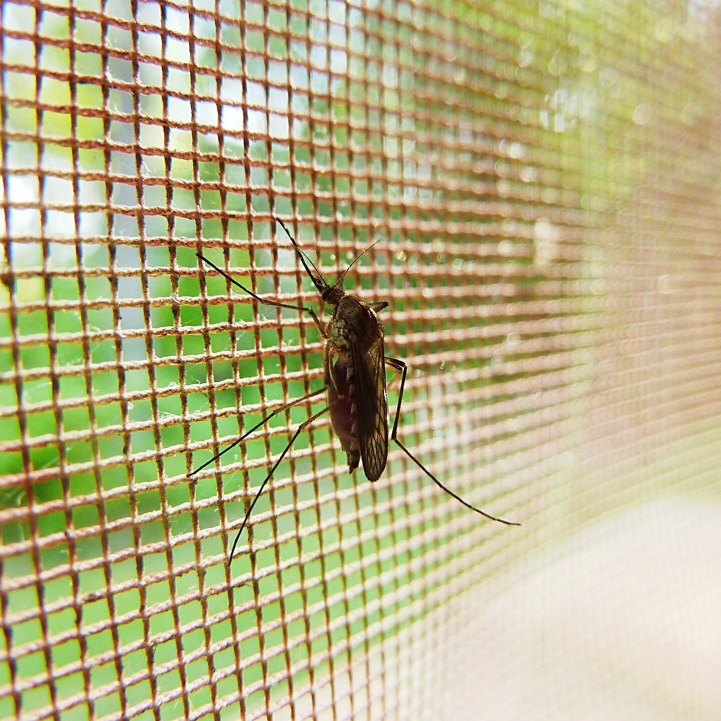 keep the mosquitos out