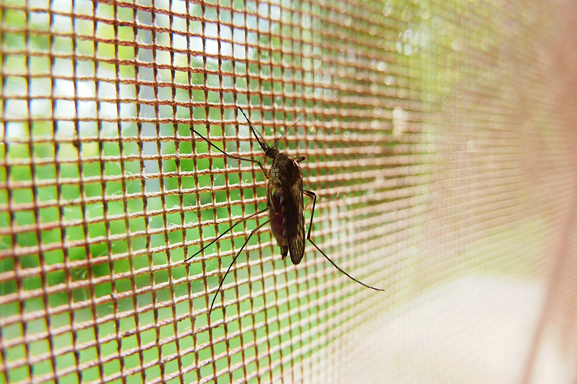 keep the mosquitos out