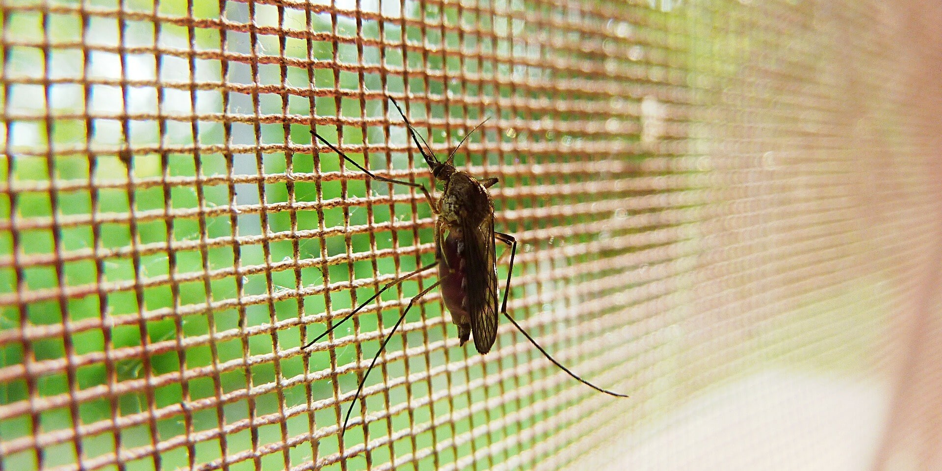 keep the mosquitos out